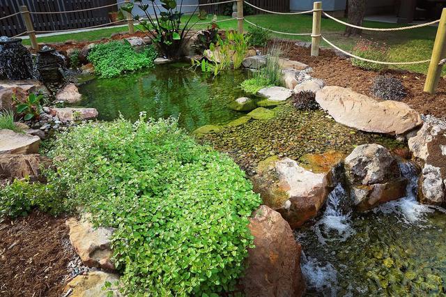 Backyard Pond Cleaning - Backyard Depot