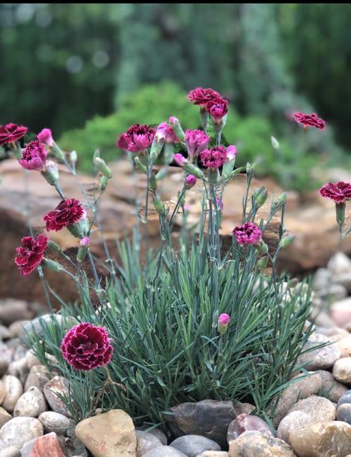 Professional Landscaping - Backyard Depot