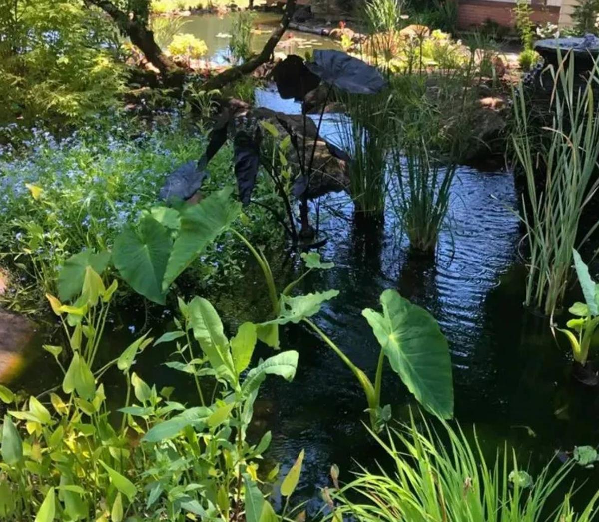 Pond design and construction - Backyard Depot